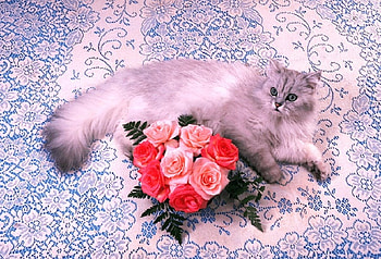 lovely cat, happy, love, nice, caring HD wallpaper
