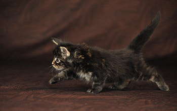 Animals, Kitty, Kitten, Kid, Tot, Curiosity, Shoot, ession HD wallpaper