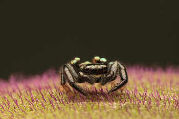 Macro, Small, Spider HD wallpaper
