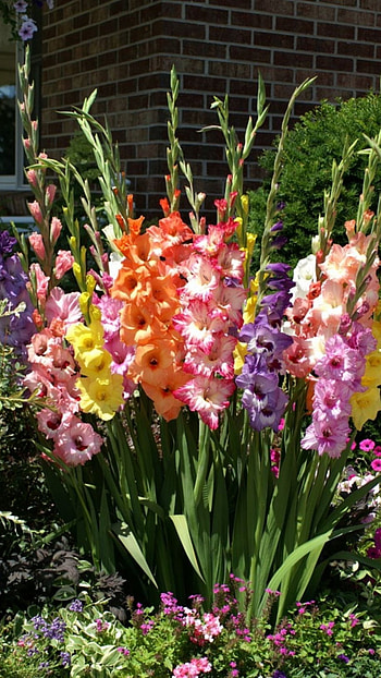 Gladioli, Park HD phone wallpaper