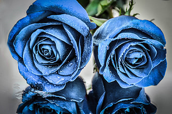 Blue roses, blue, wet, flowers, roses HD wallpaper