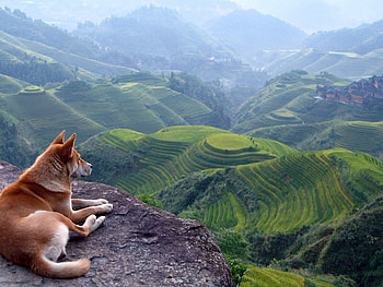 Animals, Dogs HD wallpaper