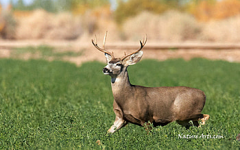 Mule Deer, white tail deer, deer, animals, doe, nature HD wallpaper