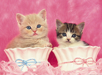 Tender kittens in cups, animal, kitten, cute, cat, pet HD wallpaper