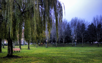 Tired Tree, tired, tree HD wallpaper