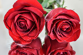For You, rose, nature, red, flower HD wallpaper