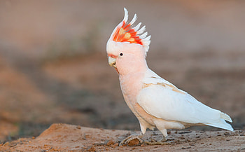 Rare cockatoo species, for cockatoo lovers, Exquisite plumage HD wallpaper