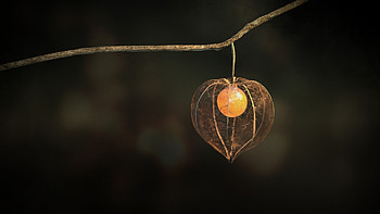 Physalis, realistic CGI, Sabrina Langenberger artwork, Visual marvel HD wallpaper