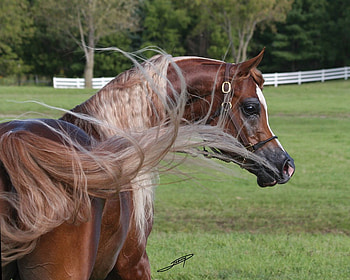 A famous horse Justadream, famous arabians, animals, arabians, nature, ponies HD wallpaper