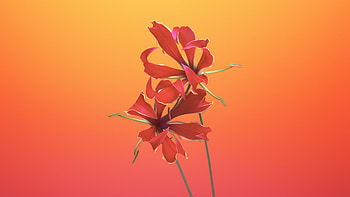 Lily flower, macOs Mojave iOS, 11 stock HD wallpaper
