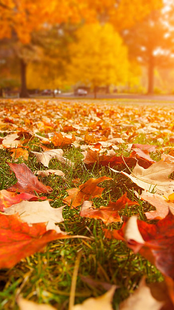 Autumn garden, Autumn trees, Serene beauty, Aesthetic charm HD phone wallpaper