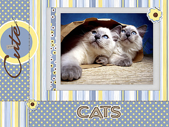 Cats, sweet, kitten, cat, white HD wallpaper