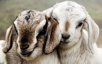 Animals, Couple, Pair, Beautiful, Sheep, Lambs HD wallpaper