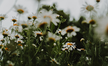 Flowers, Camomile, Macro HD wallpaper