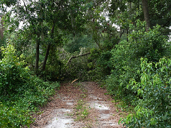 End of the road, nature, roads HD wallpaper