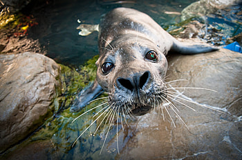 Seal , High quality , Stunning visuals, collection HD wallpaper