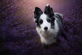 Border-Collie, animal, Border, Dog, Collie HD wallpaper