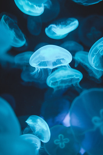 Animals, Jellyfish, Glow, Underwater World, Luminescence HD phone wallpaper