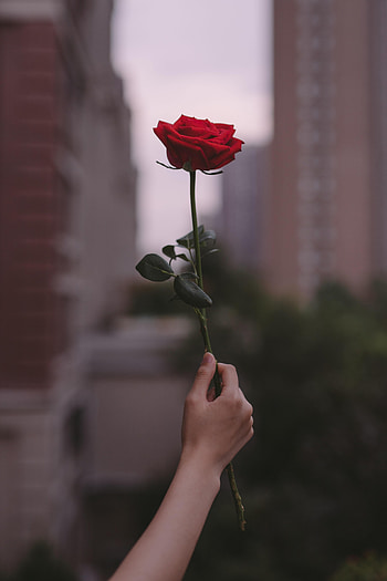 Flowers, Flower, Hand, Rose Flower, Rose, Focus HD phone wallpaper