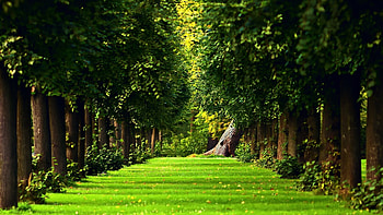 Nature path HD wallpaper