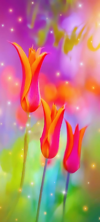 Beautiful Flowers, orange HD phone wallpaper