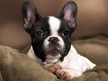 Animals, Dog, Muzzle, Spotted, Spotty, Bulldog HD wallpaper
