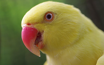 Parrot, pink, bird, yellow, pasare, eye, papagal HD wallpaper