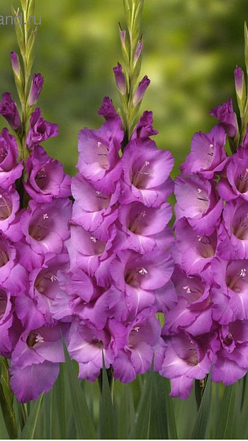 Gladioli, Purple Flowers HD phone wallpaper