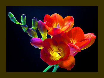Prettty in a frame, flowers, pretty, frame, bright HD wallpaper
