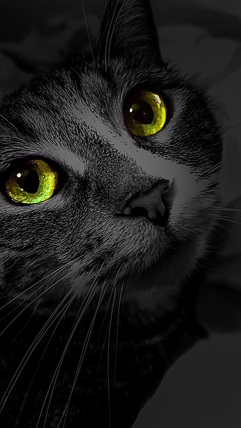 Michi, eye, head, gato, animal HD phone wallpaper