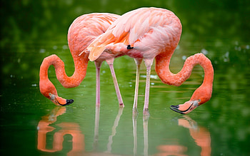 Pink flamingos, Beautiful lake view, Flamingo couple HD wallpaper