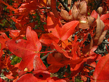red flowers, beautiful, nature, flowers, red HD wallpaper