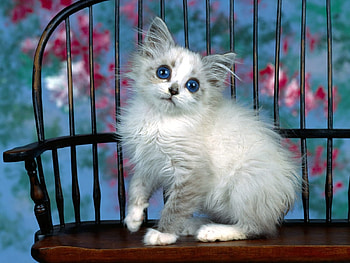 Animals, Fluffy, Kitty, Kitten, Kid, Tot HD wallpaper