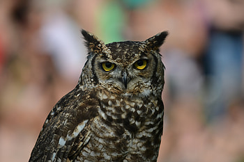 Animals, Owl, Bird, Predator, Eagle Owl HD wallpaper