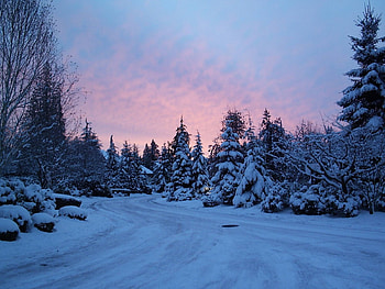 road in the woods all coved whit snow, winter, road, snow, tree HD wallpaper