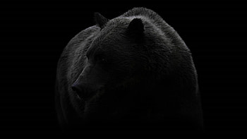 Bear black and white, Wilderness beauty, Monochrome elegance, Mysterious aura HD wallpaper
