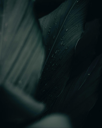 Leaves, Drops, Macro, Wet HD phone wallpaper