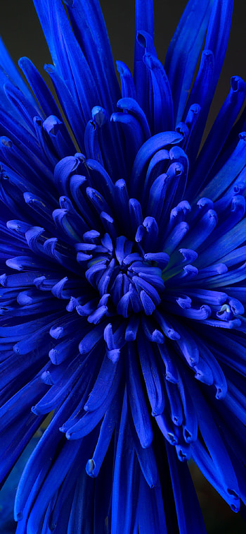Chrysanthemum, Blue flower, Close-up shot, Blooming beauty HD phone wallpaper