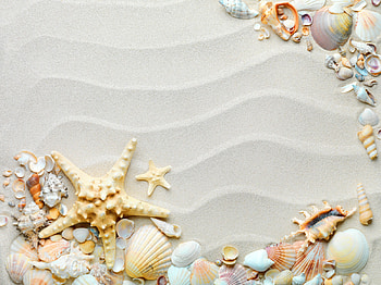 Starfish & Shells, starfish, sand, seashells, beach HD wallpaper