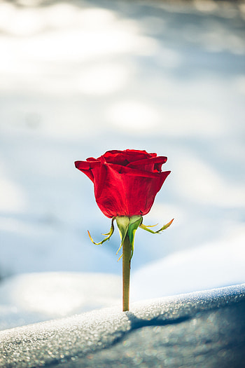 Flowers, Snow, Rose Flower, Rose, Bud, Blur, Smooth HD phone wallpaper