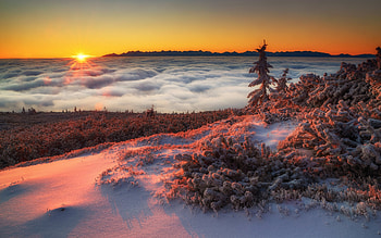 Sunrise, trees, fog, snow HD wallpaper