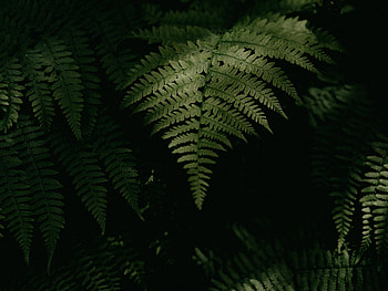 Leaves, Plant, Macro, Dark, Fern HD wallpaper