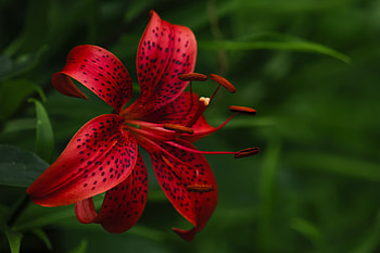 Tiger lily, Macro, Lily, Petals, Rrf HD wallpaper