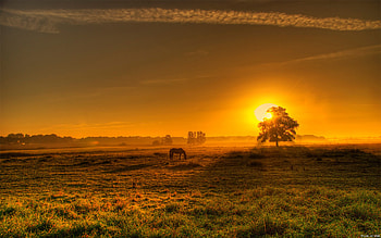 Landscape, Trees, Sunset, Fields, Horses HD wallpaper