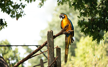 Blue and yellow macaw, parrot on a branch, macaw, tropical forest, beautiful macaw, parrots HD wallpaper