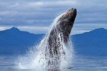 Whale Jump, whale, cool, jump HD wallpaper