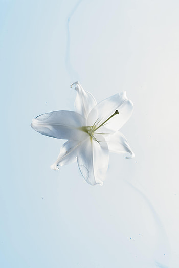 Water, Flower, Macro, Lily HD phone wallpaper