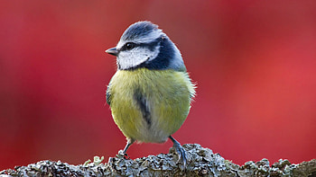 Eurasian Blue Tit Bird Is Standing On Dry Tree Branch In Blur Red Background Birds HD wallpaper