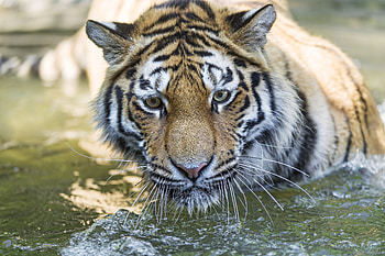 Animals, Muzzle, Predator, Big Cat, Sight, Opinion, Tiger HD wallpaper