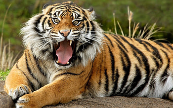 Animals, Tigers HD wallpaper